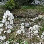 Petasites paradoxus Φρούτο