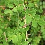 Rosa multibracteata Leaf