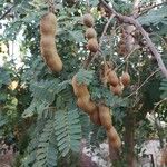 Tamarindus indica 果實