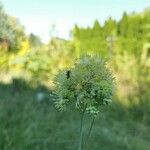 Thalictrum flavumBlüte