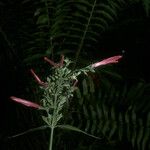 Dianthera secunda Blüte