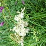 Filipendula ulmaria花