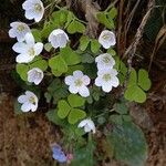 Oxalis acetosellaFlower