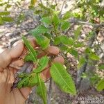 Pouteria gardneriana 葉