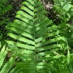 Deparia acrostichoides Leaf