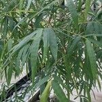 Phyllostachys aurea Folha