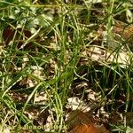 Gagea spathacea Habitus