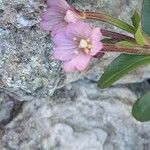 Epilobium alsinifolium Kwiat