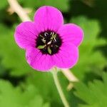 Geranium mascatense Kvet