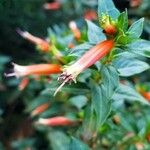 Cuphea ignea Blüte