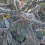 Cylindropuntia imbricata Blad