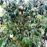 Pyrus communis Vivejo