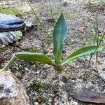 Prospero obtusifolium Leaf