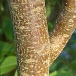 Ostrya carpinifolia Bark