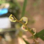 Bulbophyllum calyptratum Kwiat