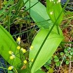 Maianthemum trifolium Lapas