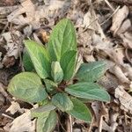 Hackelia virginiana Leaf