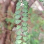 Sophora microphylla Hoja