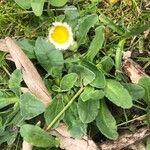 Bellis sylvestris Leaf