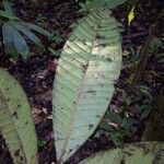 Talisia furfuracea Leaf