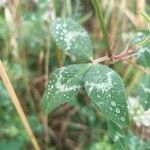 Trifolium vesiculosum Blatt