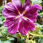 Malva sylvestrisFlower