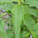 Echinacea angustifolia Folha