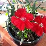 Dianthus chinensisBloem