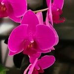 Phalaenopsis amabilisᱵᱟᱦᱟ