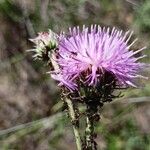 Jurinea cyanoides Flower