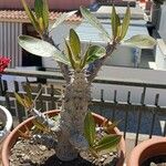 Pachypodium rosulatum Blatt