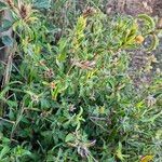 Barleria eranthemoides Habitus