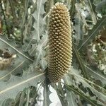 Banksia ashbyi Flor