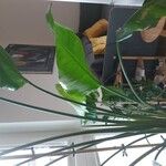 Strelitzia nicolai Φύλλο