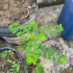 Phyllanthus tenellus Blad