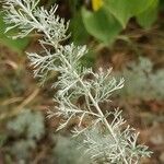 Artemisia austriaca Hostoa