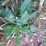 Chaptalia nutans Yaprak