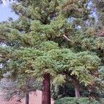 Cunninghamia lanceolata आदत