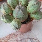 Euphorbia pseudoglobosa List