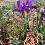 Iris reticulata Hoja