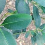 Garcinia gardneriana Leaf