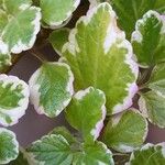 Plectranthus madagascariensis Folha