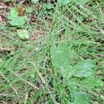 Equisetum sylvaticumLeaf