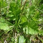 Geum montanum Frunză