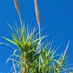 Arundo donax ফুল