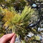 Pinus flexilis Blad