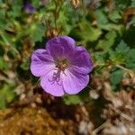 Geranium sylvaticum Blodyn