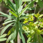 Euphorbia regis-jubae Folha