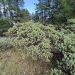 Arctostaphylos columbiana ᱛᱟᱦᱮᱸ