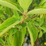 Ceanothus arboreus Ліст